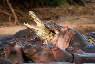 全球动物捕猎精彩瞬间：水蟒吞食鳄鱼