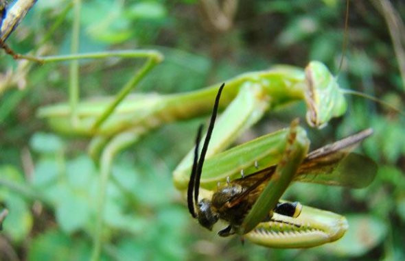 螳螂猎食大黄蜂