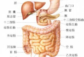 保健专家:究竟怎样为肠道按摩才正确