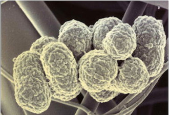 高倍显微镜下看人体:细菌的天然游乐场