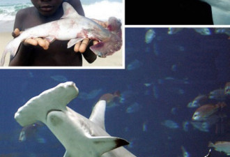 十种最奇异鲨鱼：格陵兰鲨吞食北极熊