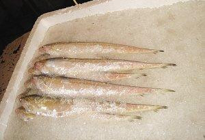 长江刀鱼在南京上市 最贵每斤2300元