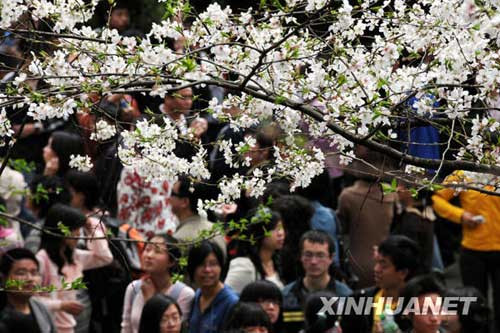 武大樱花吸引十多万游人导致交通拥挤(组图)