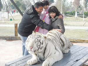 游客在摸老虎的屁股。战斗 摄