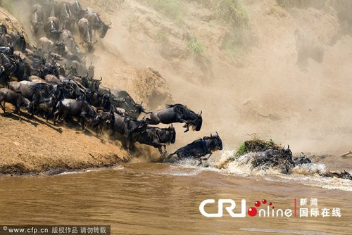 摄影师拍到上百万牛羚大迁移 “强渡”马拉河