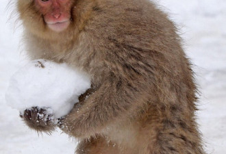 奇妙的动物世界：猕猴野外嬉戏打雪仗