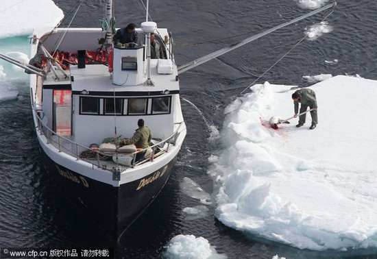 组图：加拿大海豹捕杀工作开始