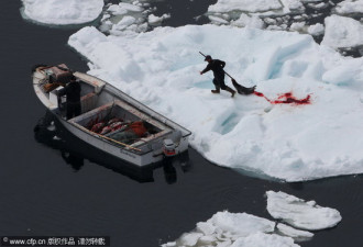 加拿大圣劳伦斯湾海豹捕杀工作已开始