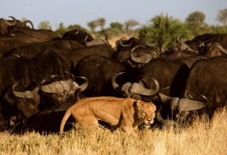 探访非洲沙漠三角洲：水牛群逼退母狮
