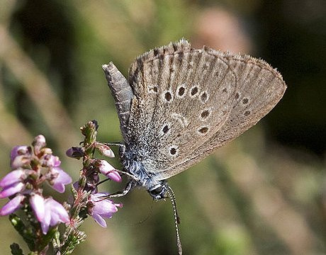 盘点40年来11大灭绝动物 金蟾蜍居首(组图)