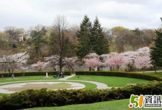 今天去High Park看樱花还来得及(组图)
