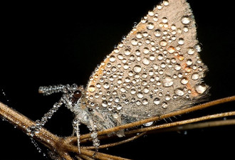 美丽的微观世界：晨露下熟睡的昆虫们