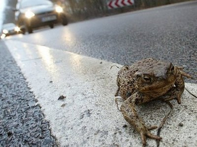 科学家们相信 蟾蜍有第六感