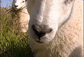 囚犯披羊皮藏羊群 成功混出阿根廷监狱