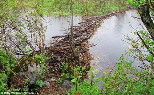 海狸建大规模水坝 八百米长堪称超级护城河