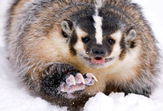 野性：摄影师雪地里亲密接触食肉猛兽