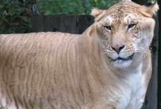 世界上六大杂交动物：狮虎兽体形庞大