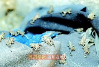 成都万余蛤蟆&quot;游街&quot; 专家否认地震前兆