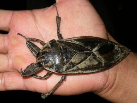 田鳖(Giant Water Bug)