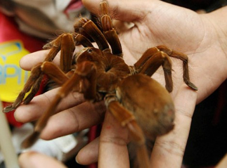 亚马逊食鸟蛛(Goliath birdeater)