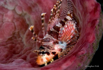美：知名水底摄影师拍的魅力海洋世界