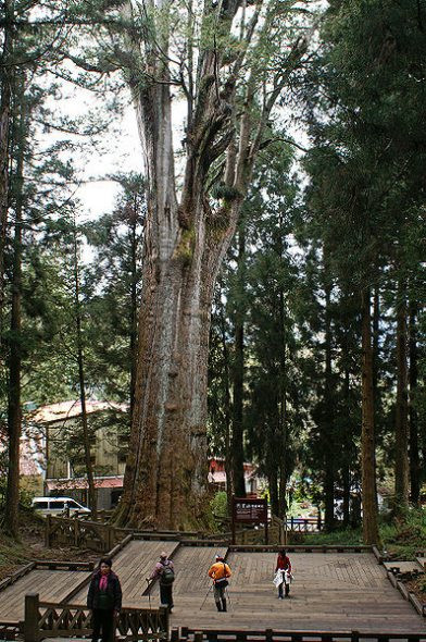 阿里山神树