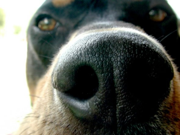 胎记瘤犬