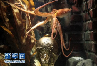 动物医学教授揭秘“章鱼哥”神奇预测