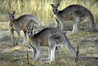 澳大利亚批准射杀首都附近2000只袋鼠