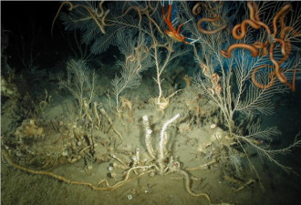 墨西哥湾海底世界 奇异生物以石油为食