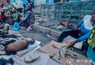 愤怒！非洲野生猩猩等竟成欧洲人美食