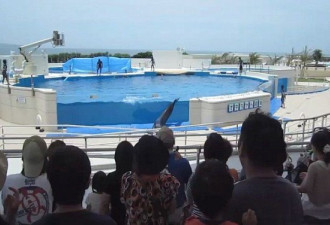 日本水族馆海豚不堪表演跳出水池自杀