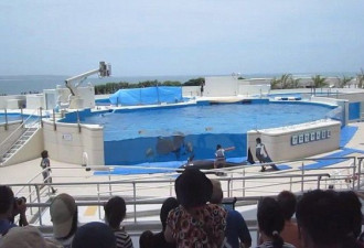 日本水族馆海豚不堪表演跳出水池自杀