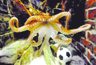 “章鱼哥”或将赴中国水族馆 周立波迎接