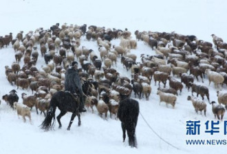 新疆哈密北部巴里坤大草原普降雨雪