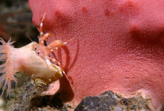 深海奇异生物：海葵吸附寄生蟹搭便车