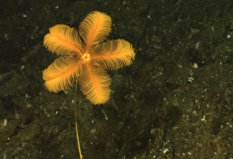 深海奇异生物：海葵吸附寄生蟹搭便车