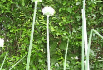 老两口之乐：爸爸的菜园和妈妈的花圃