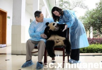 杨振宁夫妇甜蜜同游，亲密接触大熊猫