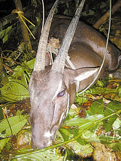 老挝发现绝迹10余年珍稀动物抓获数日后死亡