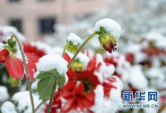 哈尔滨大庆降下入冬以来第一场大雪