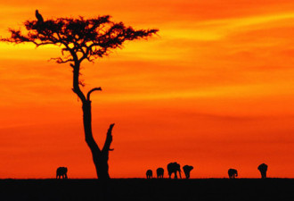 旅游：这一生 你至少应该去一次肯尼亚