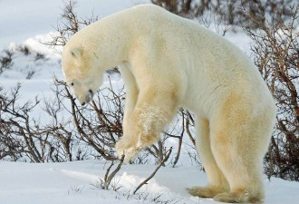 憨态可掬：北极熊雪地“洗澡”的照片