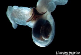 调查报告称海洋生物总计达100万种