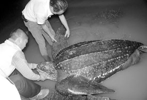 宁波打捞起500斤重死海龟 脑袋篮球大