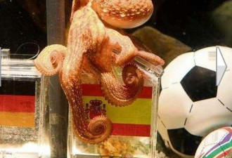 世界杯“预测帝”2岁半章鱼保罗仙逝