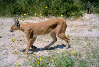 相机陷阱摄影：好奇虎猫追逐九带犰狳