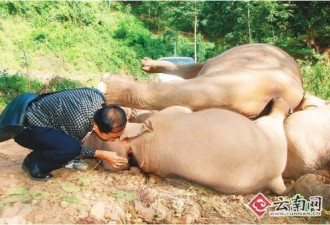 野象妈妈冒死救遭电击宝宝 相拥而亡