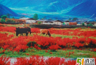 香格里拉大型图片展览推介“七彩云南”