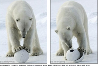 就是不准偷拍！北极熊怒砸雪地摄影机